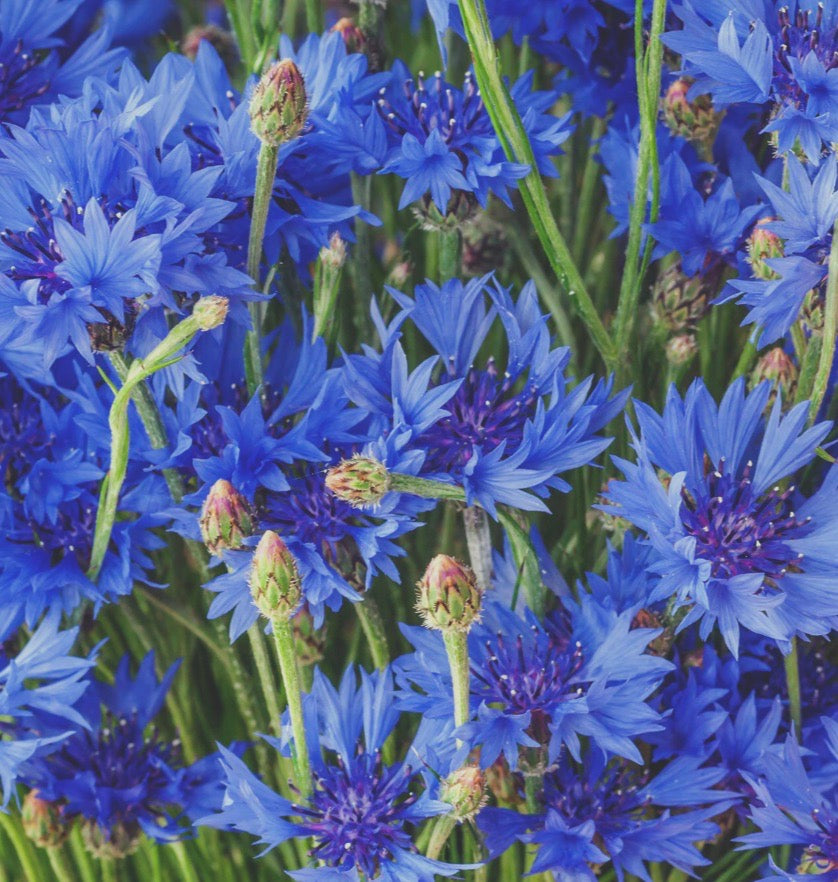 Juniper Blue 55% - Ma