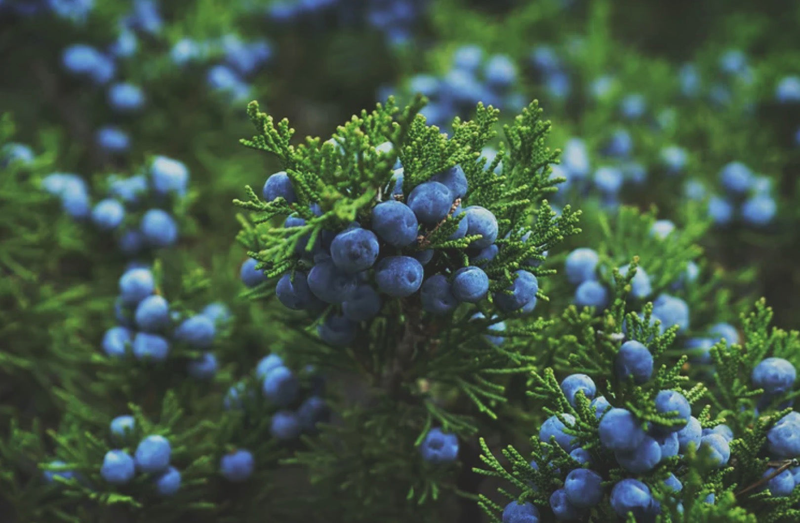 Juniper Blue 55% - Ma